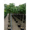 ALBIZIA julibrissin OMBRELLA En pot 35-50 litres forme tige hauteur du tronc 180-200 cm