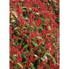 PHOTINIA fraseri RED ROBIN