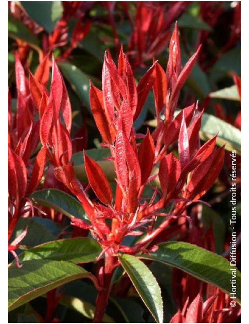 PHOTINIA fraseri RED ROBIN