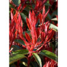 PHOTINIA fraseri RED ROBIN