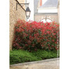 PHOTINIA fraseri RED ROBIN