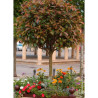 PHOTINIA fraseri RED ROBIN