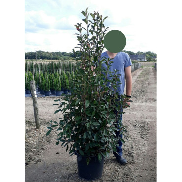 PHOTINIA fraseri RED ROBIN En pot de 35-50 litres