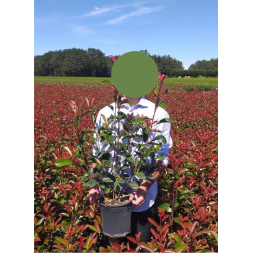 PHOTINIA fraseri RED ROBIN En pot de 4-5 litres