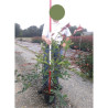 PHOTINIA fraseri RED ROBIN En pot de 7-10 litres