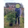 PHOTINIA fraseri RED ROBIN En pot de 15-20 litres