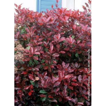 PHOTINIA fraseri RED ROBIN