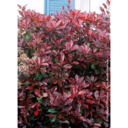 PHOTINIA fraseri RED ROBIN