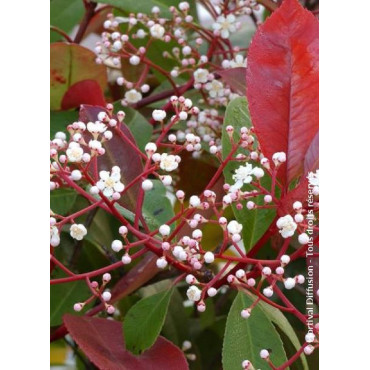 PHOTINIA fraseri RED ROBIN