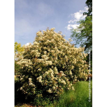 PHOTINIA fraseri RED ROBIN