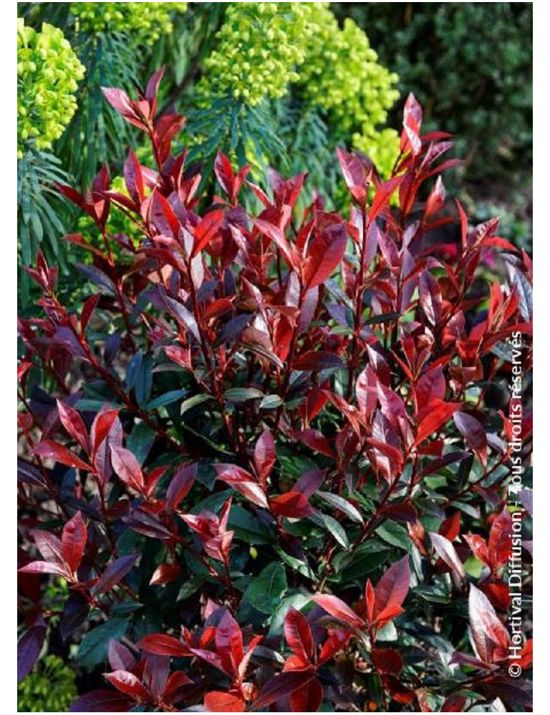 PHOTINIA fraseri CARRÉ ROUGE