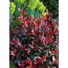 PHOTINIA fraseri CARRÉ ROUGE