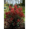 PHOTINIA fraseri CARRÉ ROUGE