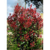 PHOTINIA fraseri CARRÉ ROUGE