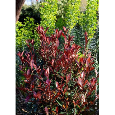 PHOTINIA fraseri CARRÉ ROUGE