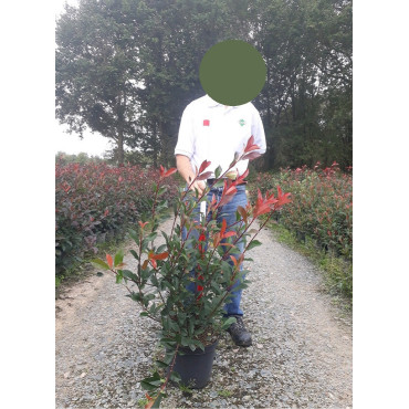 PHOTINIA fraseri CARRÉ ROUGE En pot de 7-10 litres