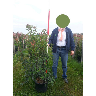 PHOTINIA fraseri CARRÉ ROUGE En pot de 15-20 litres