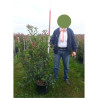 PHOTINIA fraseri CARRÉ ROUGE En pot de 15-20 litres