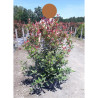 PHOTINIA fraseri CARRÉ ROUGE En pot de 25-30 litres