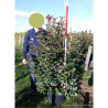 PHOTINIA fraseri CARRÉ ROUGE En pot de 35-50 litres