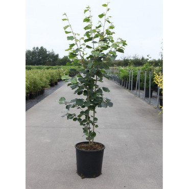 STEWARTIA pseudocamellia En pot de 15-20 litres