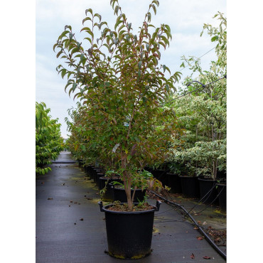 STEWARTIA pseudocamellia En pot de 30-35 litres