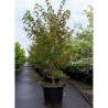 STEWARTIA pseudocamellia En pot de 30-35 litres