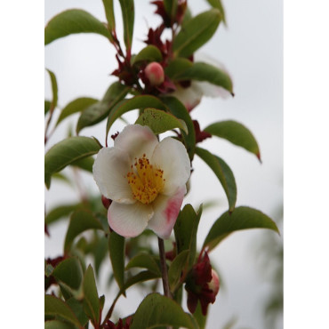 STEWARTIA pseudocamellia