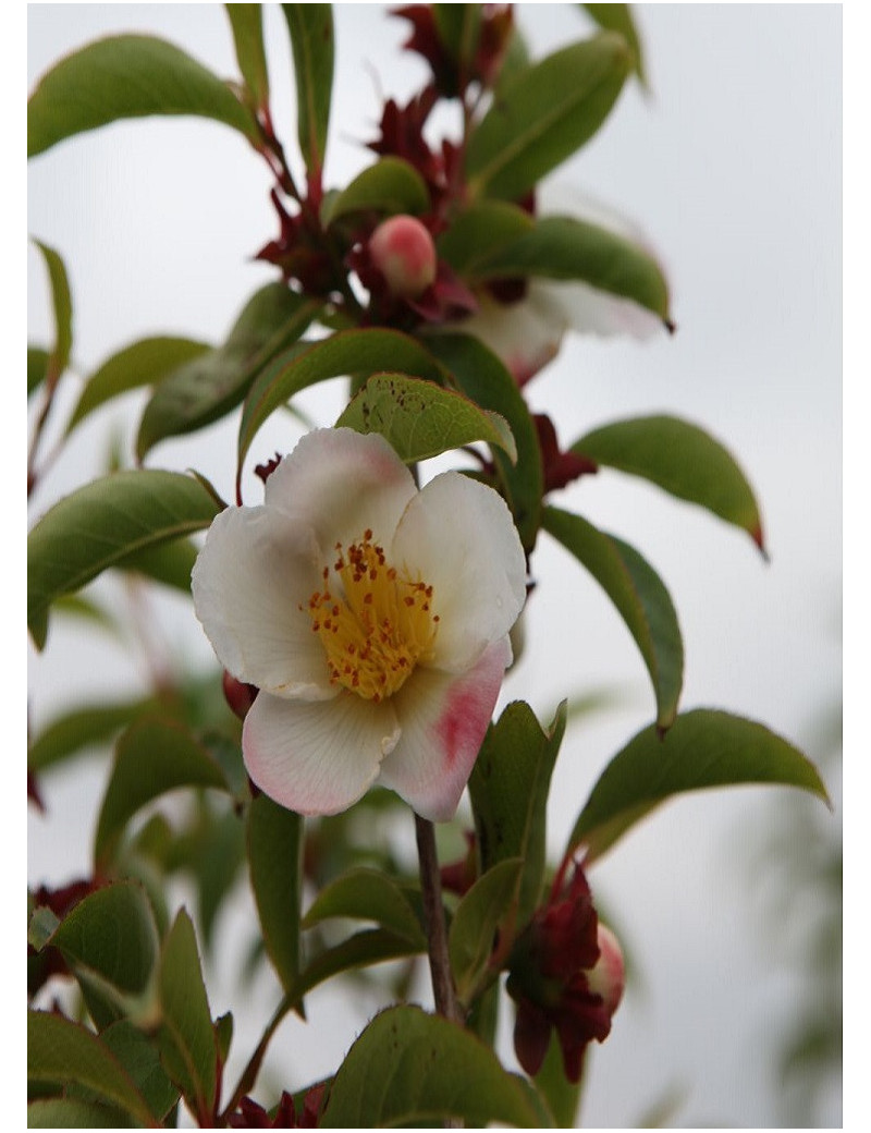 STEWARTIA pseudocamellia