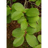 STEWARTIA pseudocamellia