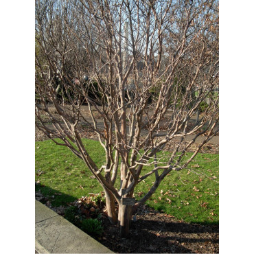 STEWARTIA pseudocamellia