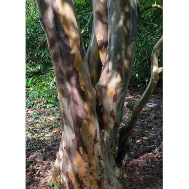 STEWARTIA pseudocamellia