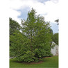 STEWARTIA pseudocamellia