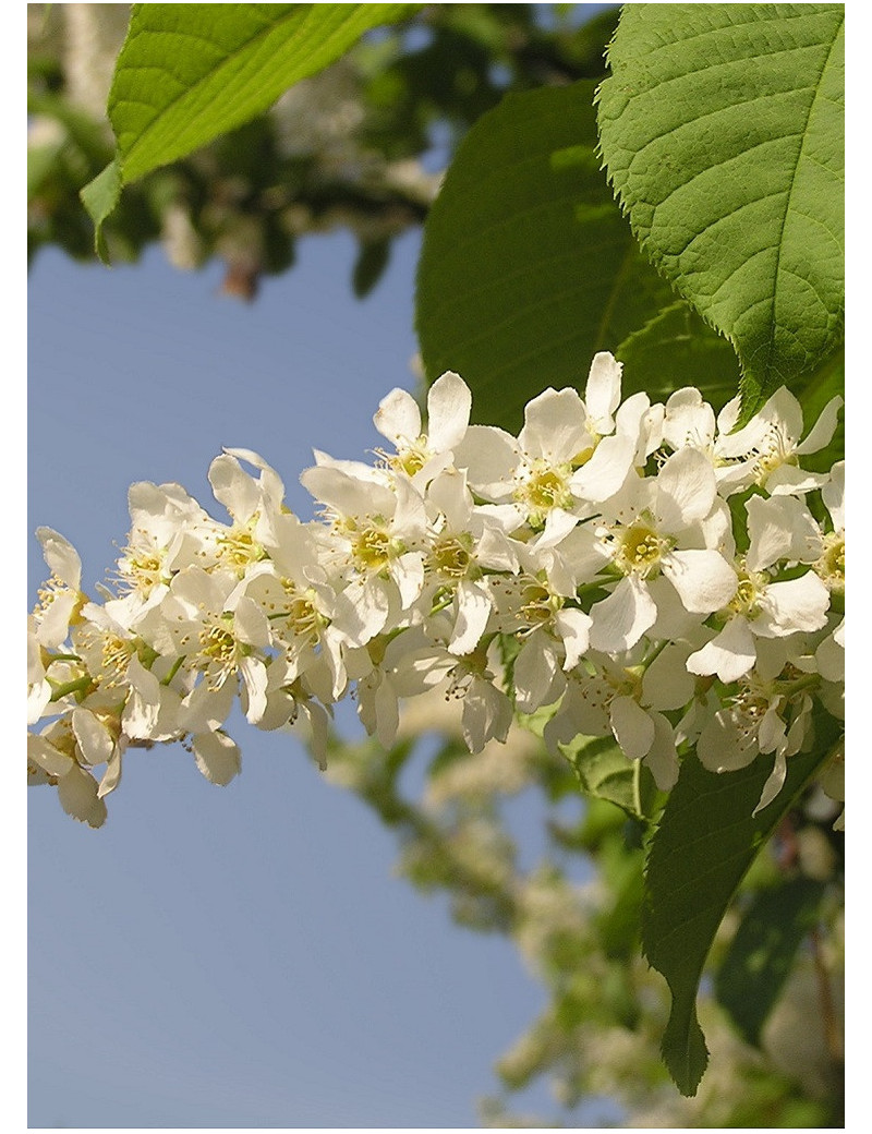 PRUNUS padus