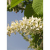 PRUNUS padus