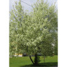 PRUNUS padus