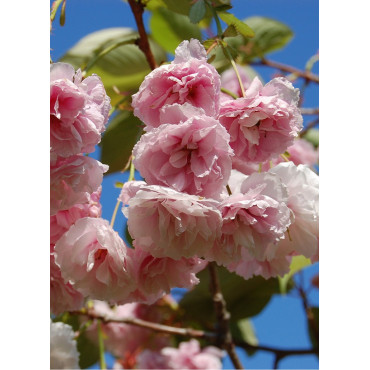 PRUNUS serrulata SHIROFUGEN