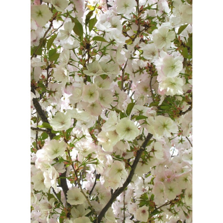 PRUNUS serrulata SUNSET BOULEVARD