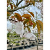 PRUNUS serrulata SUNSET BOULEVARD