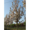 PRUNUS serrulata SUNSET BOULEVARD