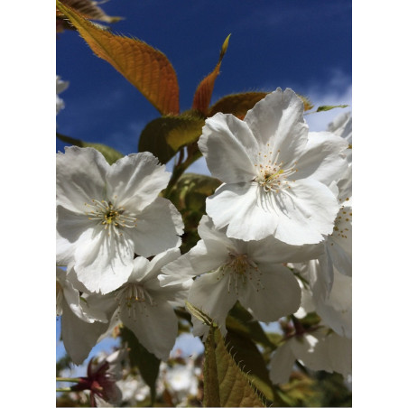 PRUNUS serrulata TAIHAKU