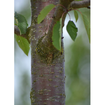 PRUNUS avium PLENA