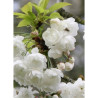 PRUNUS avium PLENA