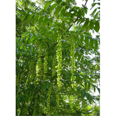 PTEROCARYA fraxinifolia