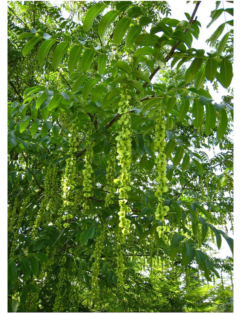 PTEROCARYA fraxinifolia