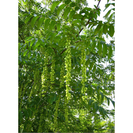 PTEROCARYA fraxinifolia