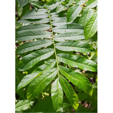 PTEROCARYA fraxinifolia