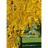 GLEDITSIA triacanthos SKYLINE