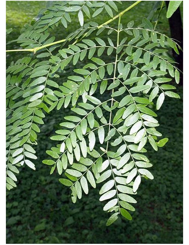 GLEDITSIA triacanthos SKYLINE