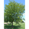 GLEDITSIA triacanthos SKYLINE